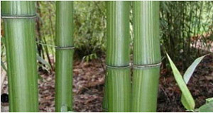 Natural Bamboo Fiber